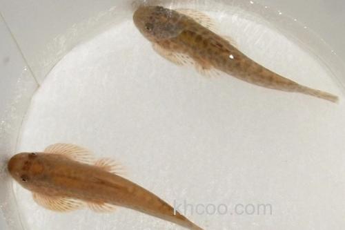 彭氏间吸鳅是什么鱼？_1