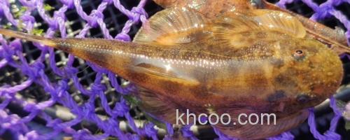 彭氏间吸鳅是什么鱼？_0