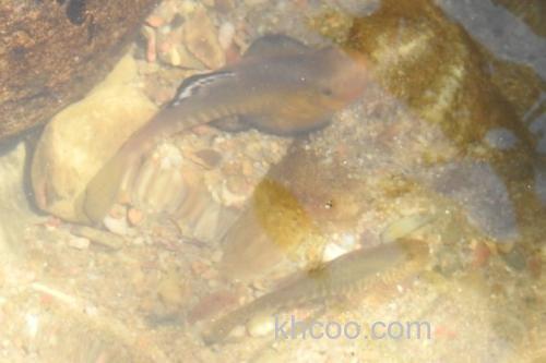 彭氏间吸鳅是什么鱼？_3