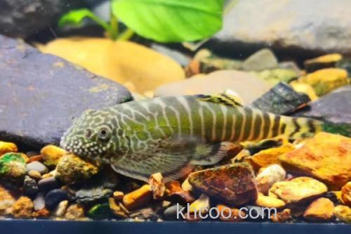 巴马似原吸鳅是什么鱼？_2