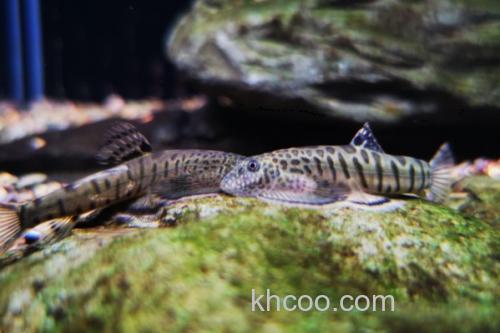 巴马似原吸鳅是什么鱼？_1