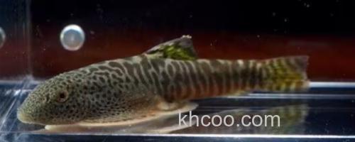 巴马似原吸鳅是什么鱼？_0