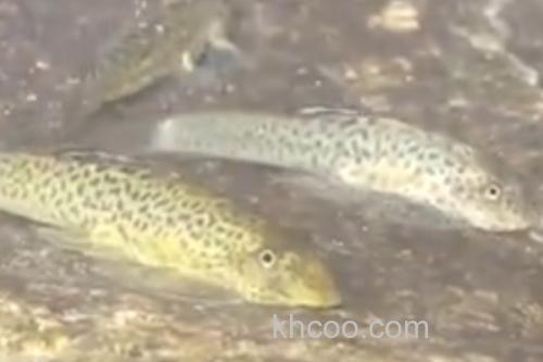 密斑拟腹吸鳅是什么鱼？_1