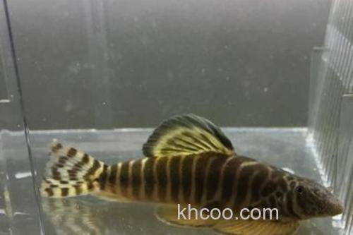 巴马似原吸鳅是什么鱼？_3