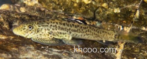 密斑拟腹吸鳅是什么鱼？_0