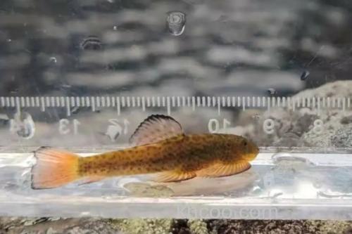 宽头拟腹吸鳅是什么鱼？_1