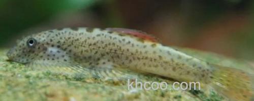 宽头拟腹吸鳅是什么鱼？_0