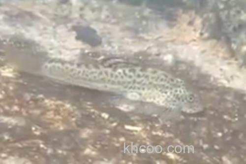 密斑拟腹吸鳅是什么鱼？_2