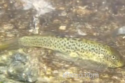 密斑拟腹吸鳅是什么鱼？_3