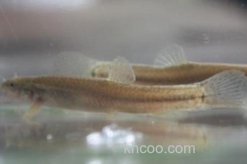 长须云南鳅是什么鱼？_1
