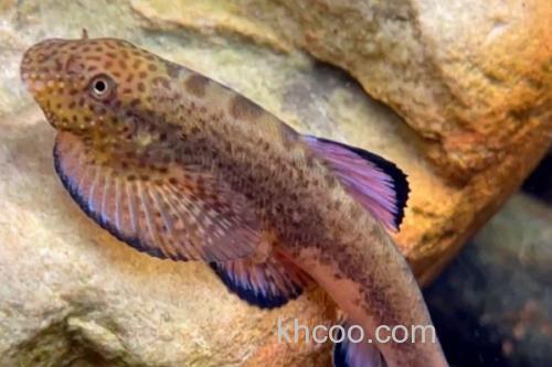 宽头拟腹吸鳅是什么鱼？_3