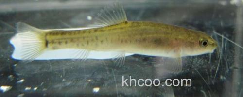 长须云南鳅是什么鱼？_0