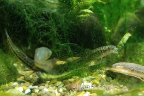 纺锤云南鳅是什么鱼？_1