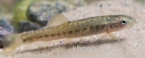 纺锤云南鳅是什么鱼？_0