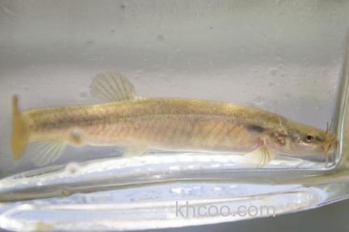 长须云南鳅是什么鱼？_2