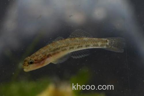 长须云南鳅是什么鱼？_3