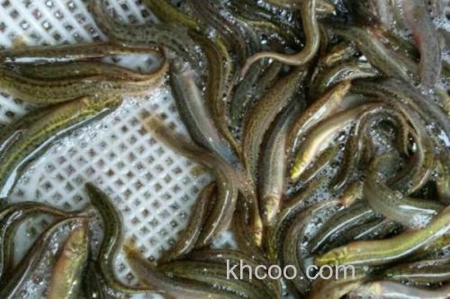 纺锤云南鳅是什么鱼？_3