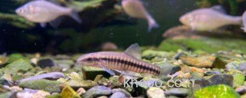 异色云南鳅是什么鱼？_0