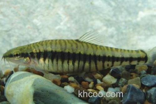 异色云南鳅是什么鱼？_1