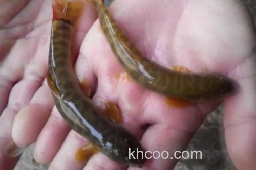 纺锤云南鳅是什么鱼？_2