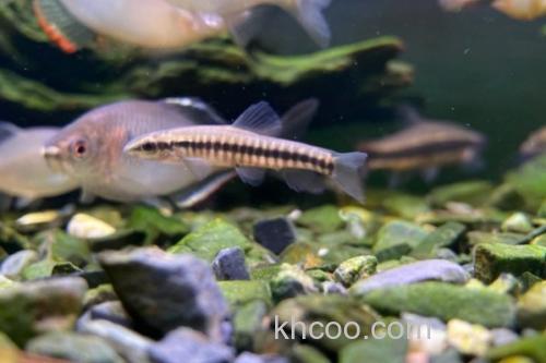 异色云南鳅是什么鱼？_2