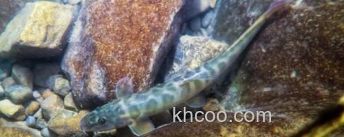 巴江云南鳅是什么鱼？_0