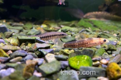 异色云南鳅是什么鱼？_3