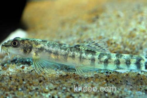 巴江云南鳅是什么鱼？_1