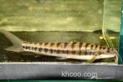 巴江云南鳅是什么鱼？_2