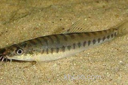 巴江云南鳅是什么鱼？_3