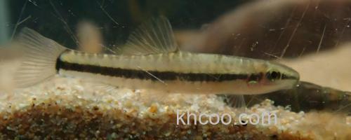 侧纹云南鳅是什么鱼？_0