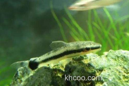 侧纹云南鳅是什么鱼？_2