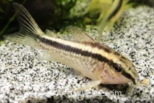 侧纹云南鳅是什么鱼？_1
