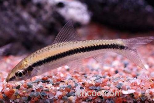 侧纹云南鳅是什么鱼？_3