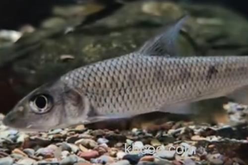 间䱻是什么鱼？_1