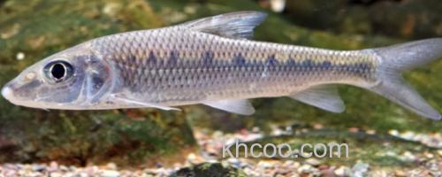 间䱻是什么鱼？_0