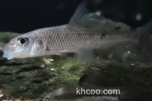 间䱻是什么鱼？_3