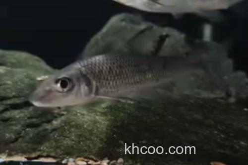 间䱻是什么鱼？_2