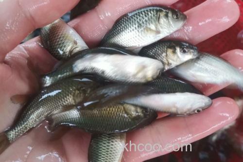 短鳍䱻是什么鱼？_3