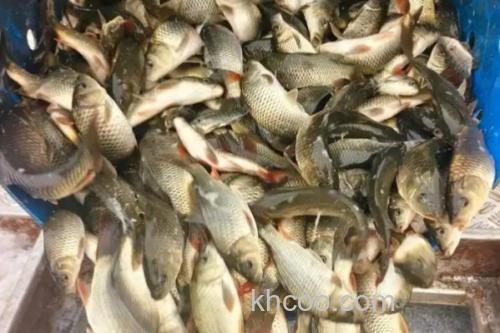 短鳍䱻是什么鱼？_1