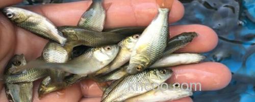 短鳍䱻是什么鱼？_0