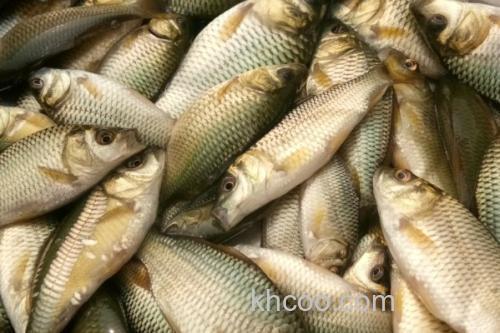 短鳍䱻是什么鱼？_2