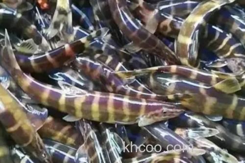 美斑南鳅是什么鱼？_1