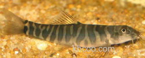 美斑南鳅是什么鱼？_0