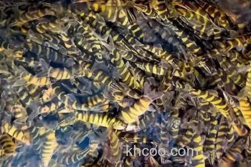 美斑南鳅是什么鱼？_2