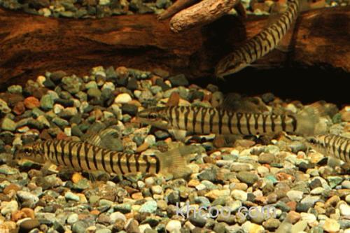 云南鳅是什么鱼？_1