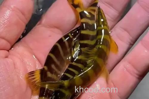 美斑南鳅是什么鱼？_3