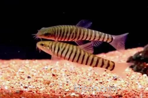 云南鳅是什么鱼？_2