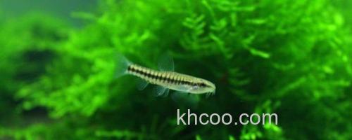 云南鳅是什么鱼？_0