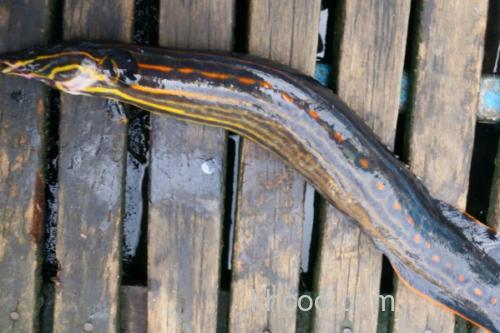 红纹刺鳅是什么鱼？_2